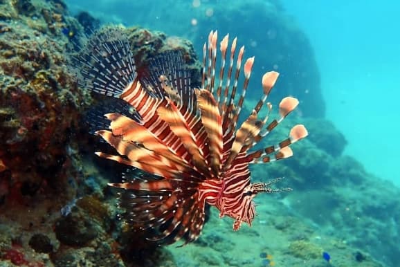 Coral Rock