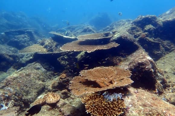 Pigeon Island Marine Sanctuary