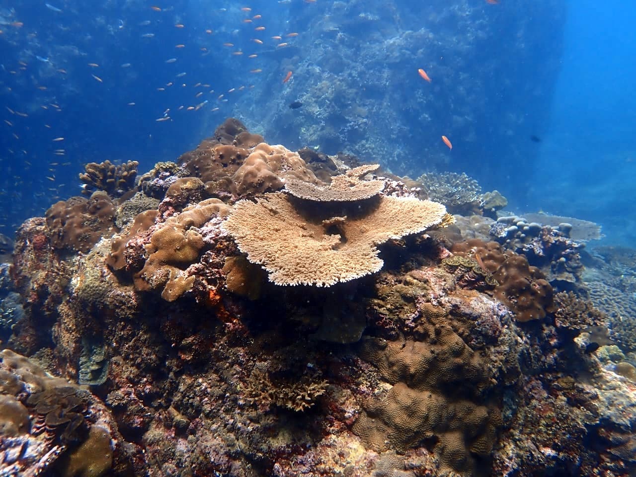 South Reef