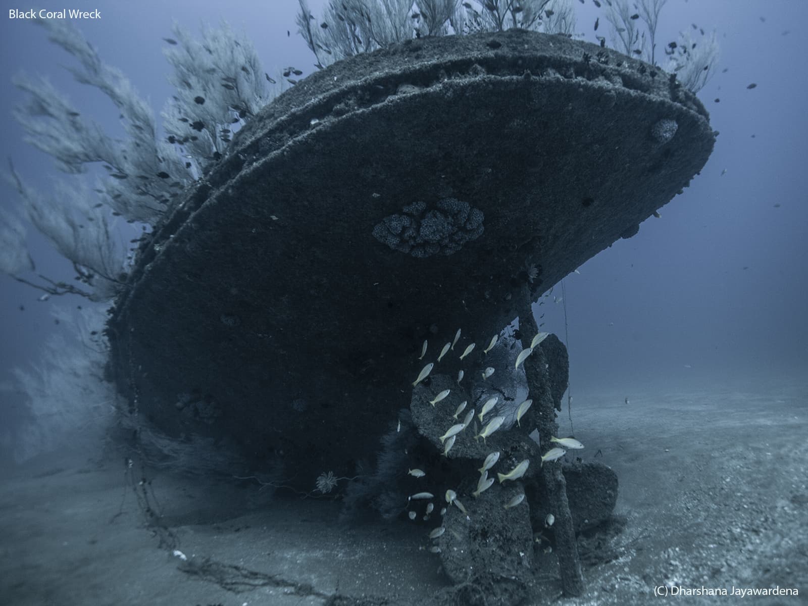 Black Coral Wreck